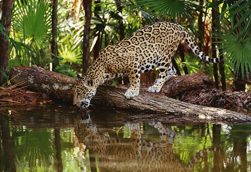 Reflecting Leopard, mirror, water, reflection, cat, HD wallpaper