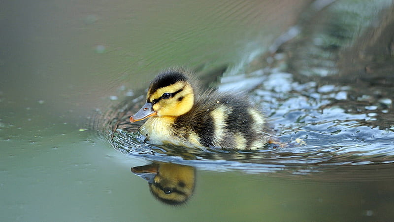Black And Yellow Baby Duck On Body Of Water With Reflection Animals, HD wallpaper
