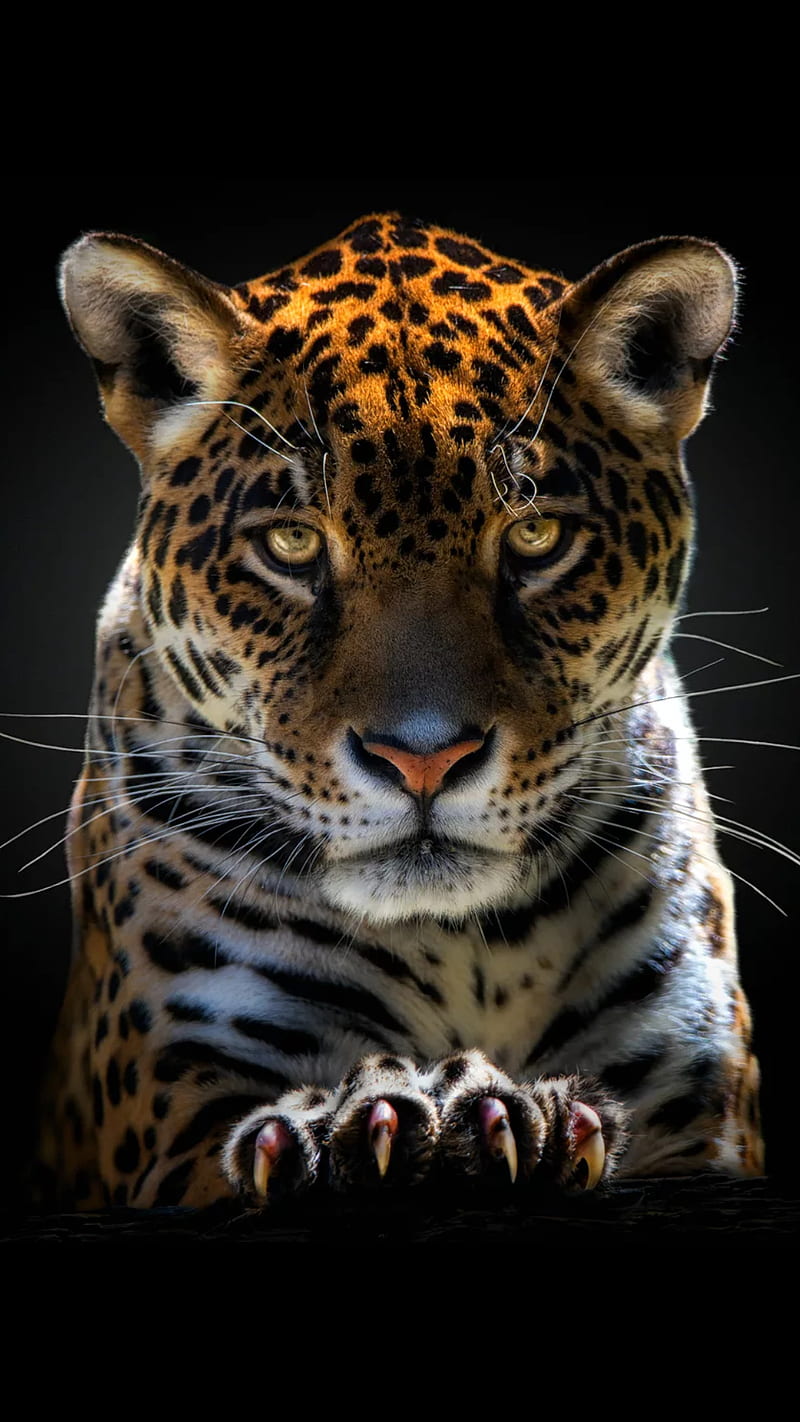 Jaguar, animal, big, cats, wild, HD phone wallpaper | Peakpx