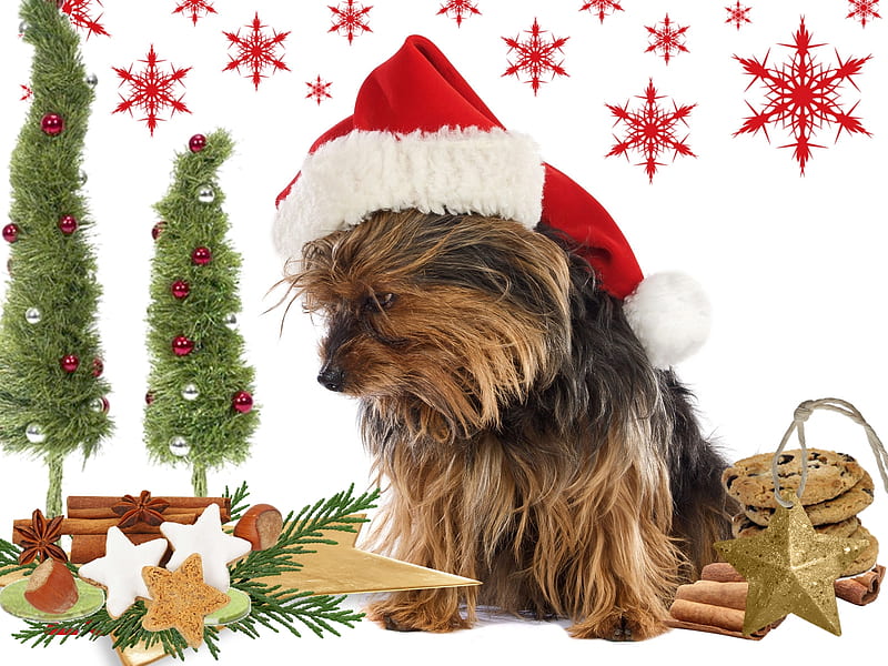 Santadog, christmastree, christmas, xmas, dog, HD wallpaper