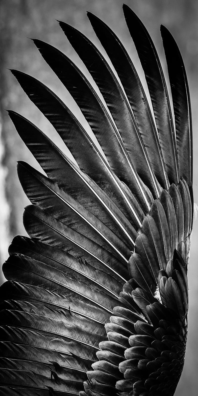 Feathers, bird, black, crow, feather, fly, HD phone wallpaper