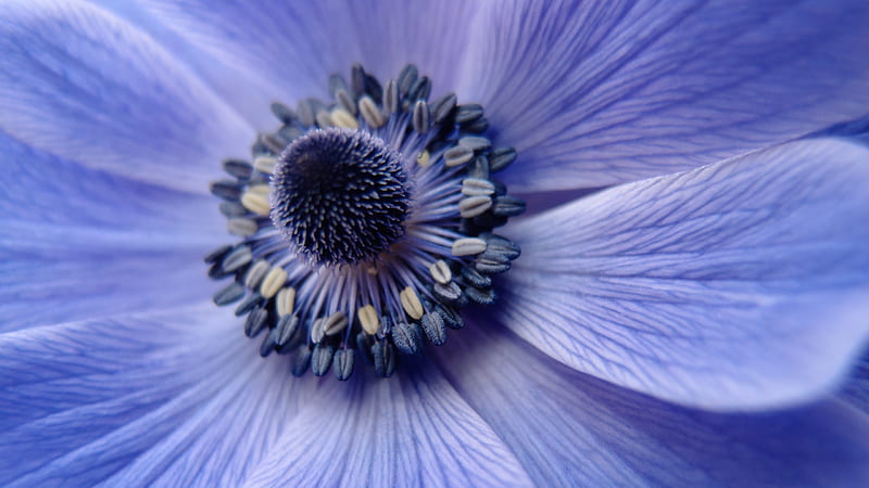 Blue poppy, poppy, macro, texture, flower, skin, blue, HD wallpaper ...
