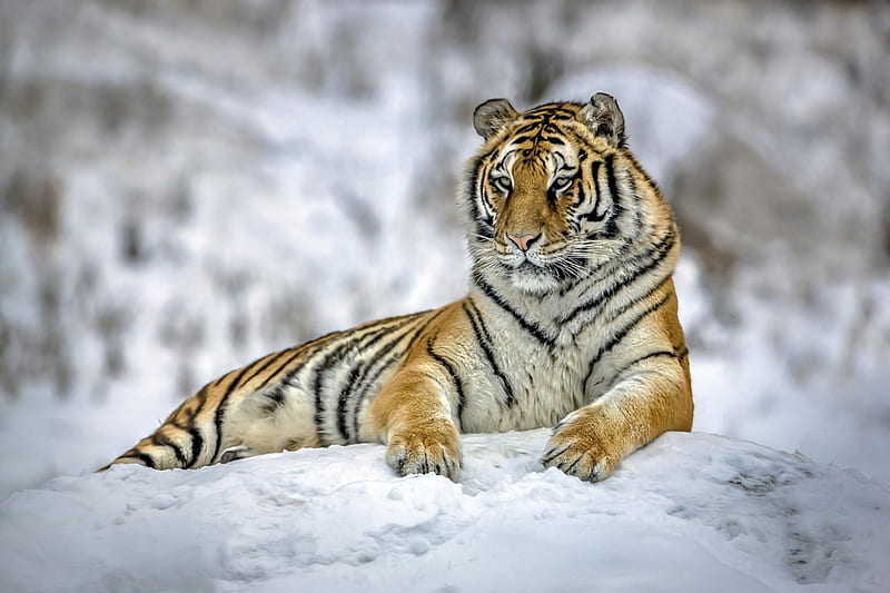 Siberian Tiger, siberian, tiger, snow, animal, HD wallpaper