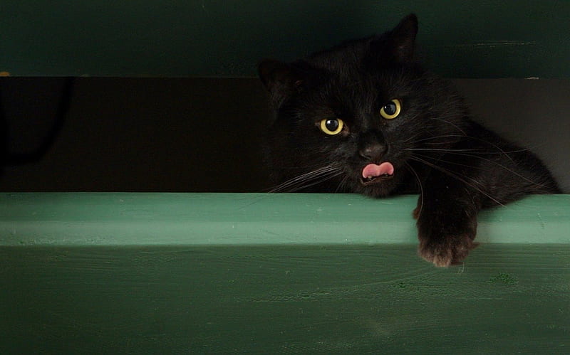 Black cat, green, black, cat, kitten, pink, tongue, animal, HD wallpaper