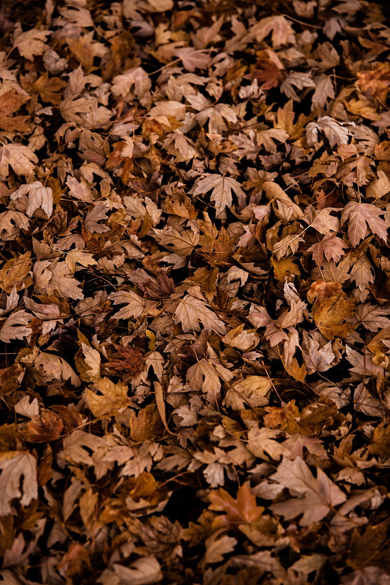 leaves, autumn, dry, maple, HD phone wallpaper
