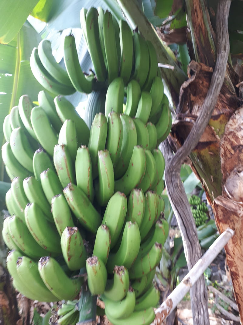 Bananas, fruit, green, HD phone wallpaper
