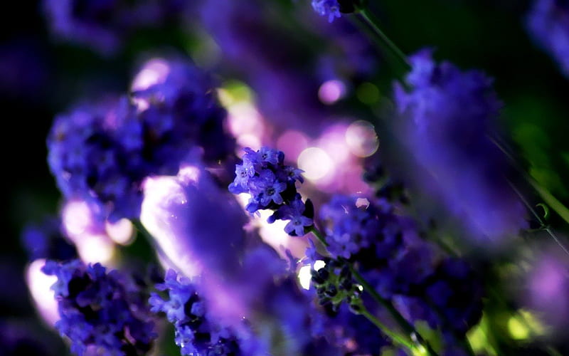 Who doesnt love flowers:), violets, lavender, inspiring, sweet aroma, inspirational, flower, peaceful, beauty, fields, HD wallpaper