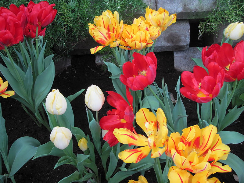 Spring symbol of rebirth 19, red, orange, yellow, Tulips, graphy, green ...