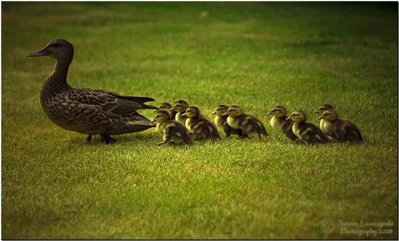 Morning Stroll, young, green, grass, ducks, birds, babies, nature, feathers, HD wallpaper