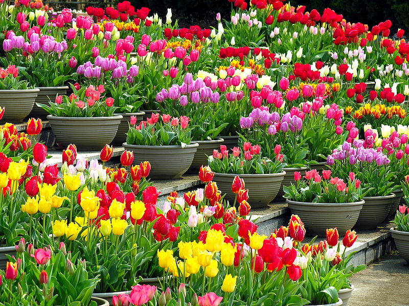 Tulipanes de colores en macetas, macetas, bonito, tulipanes, colorido,  Fondo de pantalla HD | Peakpx