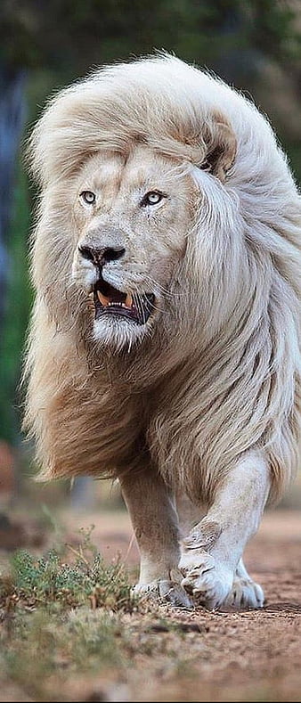 Attitude of a Lion | Lion Motivation - YouTube