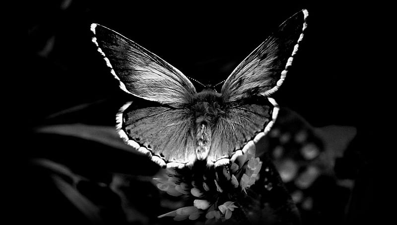 Butterfly, black, nature, dark, HD wallpaper | Peakpx