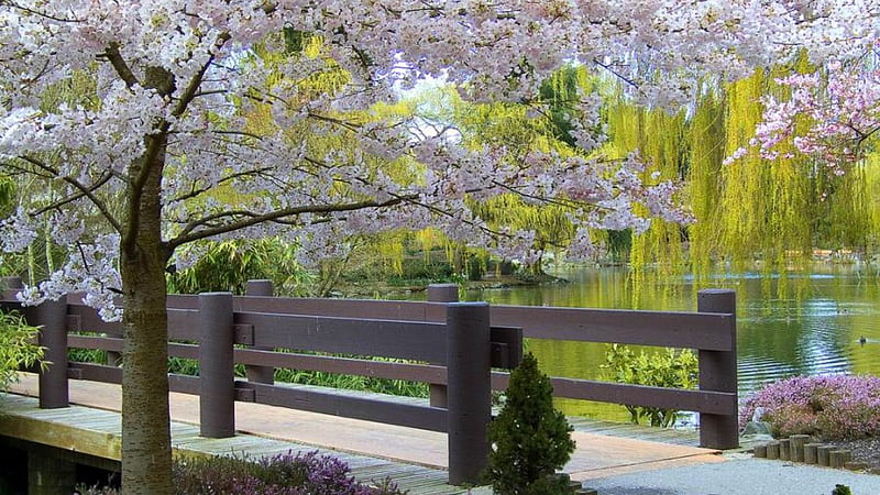 The garden, blossom, green, bridge, bonito, lake, HD wallpaper | Peakpx