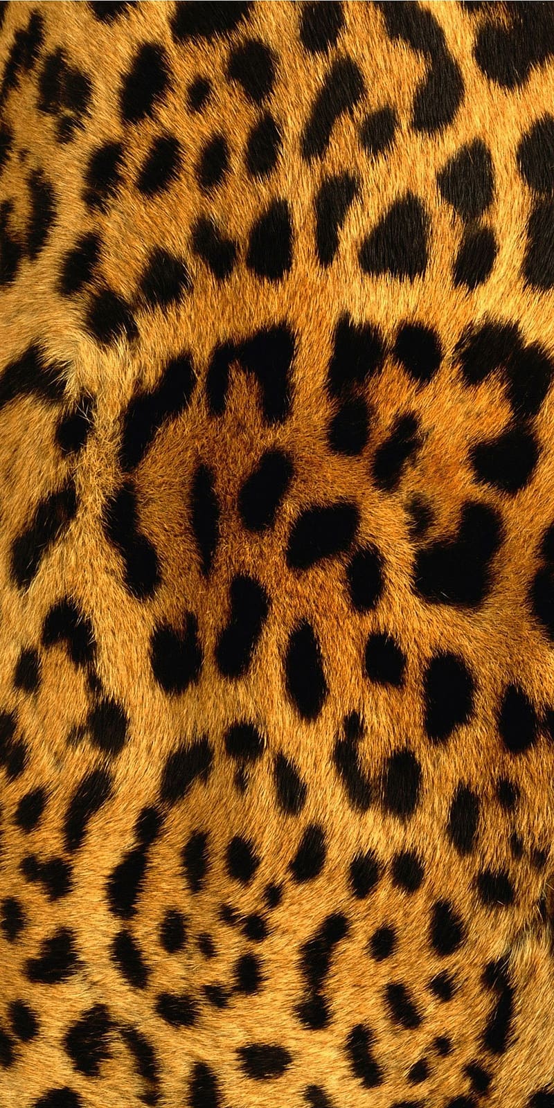 Yellow black print leopard, Leopard Skin, HD phone wallpaper
