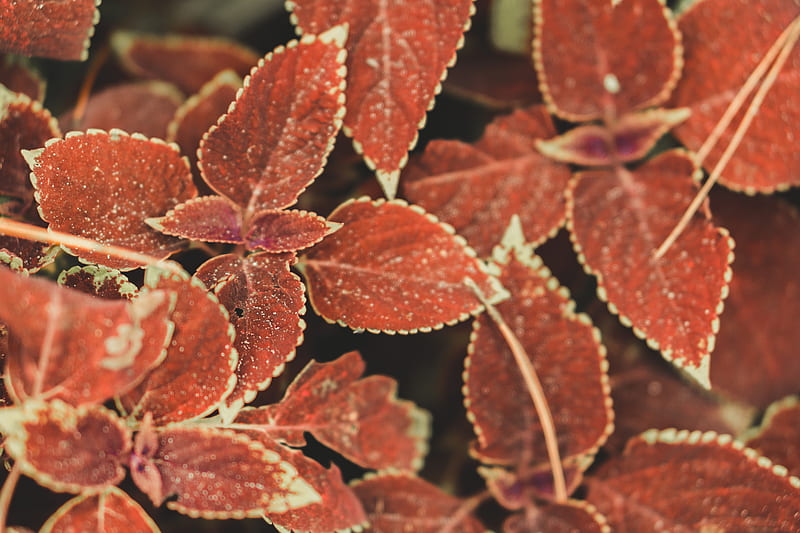 Red plants, HD wallpaper | Peakpx