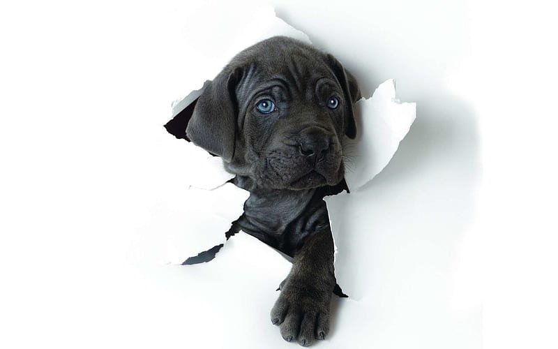 Cane Corso, paper, pets, puppy, black Cane Corso, cute animals, dogs, HD wallpaper