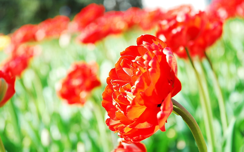 tulip red-flowers, HD wallpaper