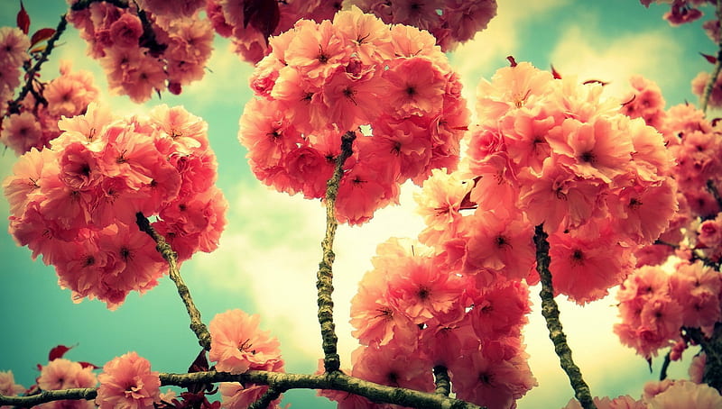 *** Sprig of flowering trees ***, flower, flowers, flowering, nature, trees, HD wallpaper