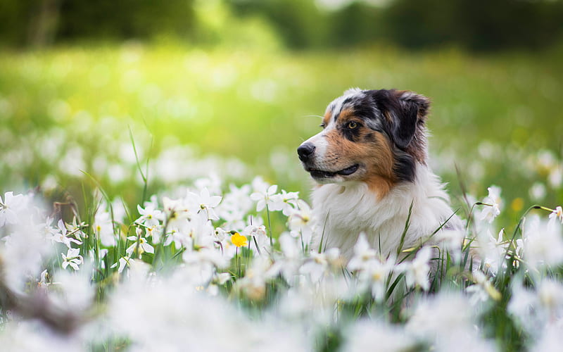 Dogs, Australian Shepherd, Dog, Flower, Pet, Spring, White Flower, HD wallpaper