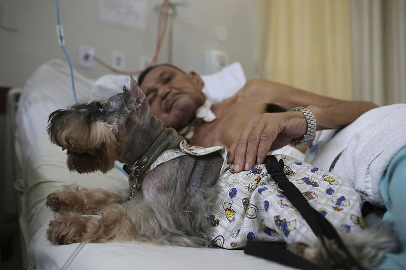 Dog gives comfort to ill owner, Schnauzer, Paola, Nivaldo Lopes, Support Hospital, Brasilia, Pet therapy program, Brazil, HD wallpaper