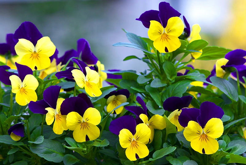 Lovely pansies, pretty, lovely, violets, bonito, park, delicate, floral, leaves, nice, green, pansies, flowers, garden, nature, harmony, HD wallpaper