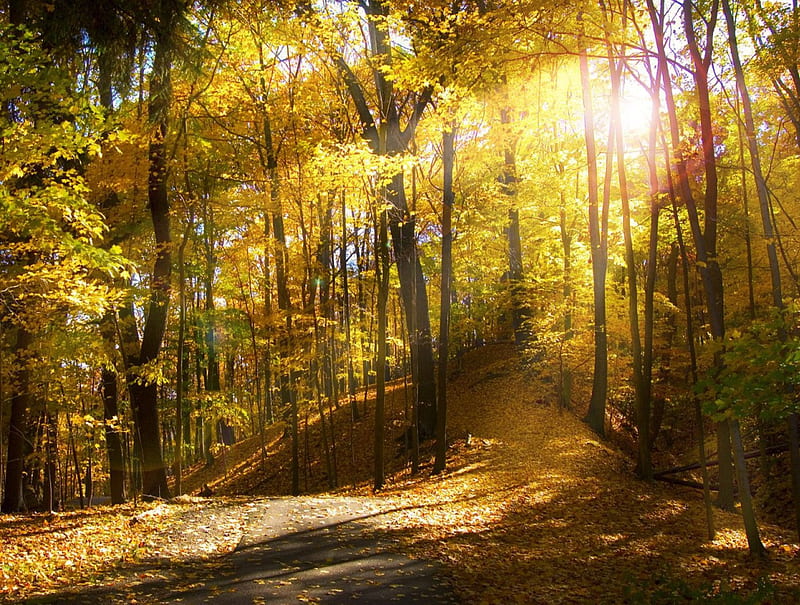Morning Rays, Rocky River, Ohio, forest, sunrays, usa, sunshine, trees, HD wallpaper