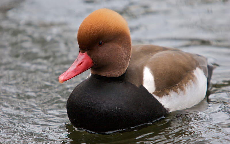 Red Crested Pochard, fly, water, duck, bird, air born, white, bill, feathers, HD wallpaper