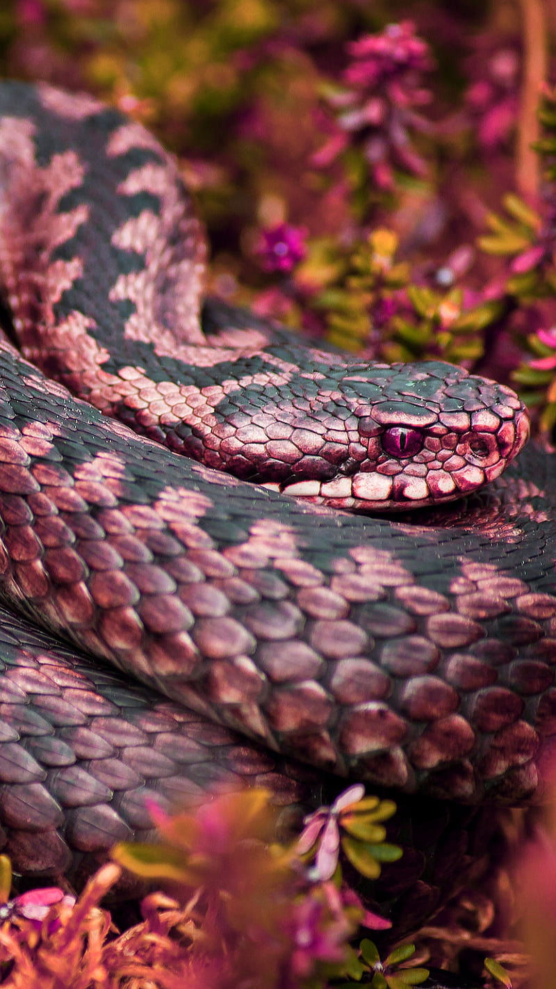 Pink snake, animal poison, snake, HD phone wallpaper