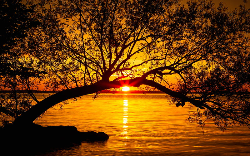 tree, lake, sunset, sun, sunlight, twilight, HD wallpaper