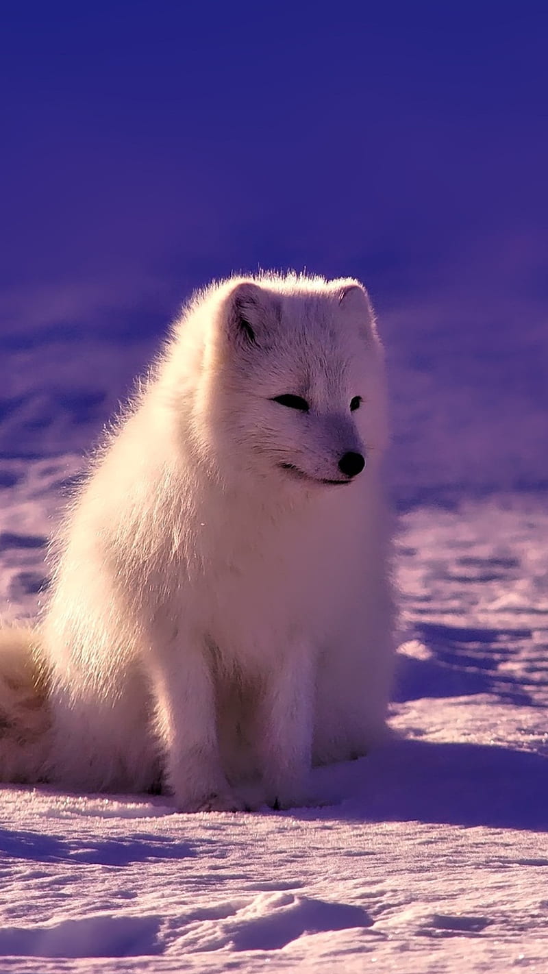 Norway fox , animal, snow, white, HD phone wallpaper