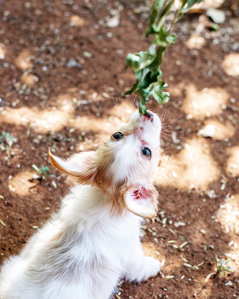 White and Brown Long Haired Chihuahua Lying on Brown Soil, HD phone wallpaper