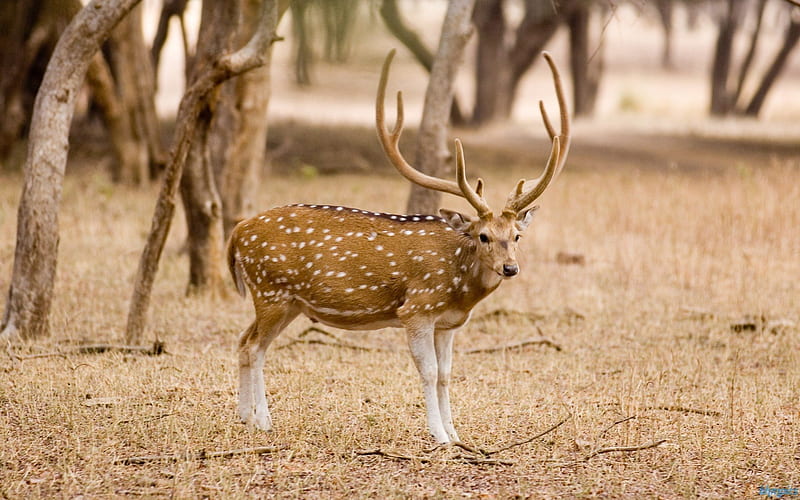 Spotted Deer, spotted, wildlife, forests, animals, deer, HD wallpaper