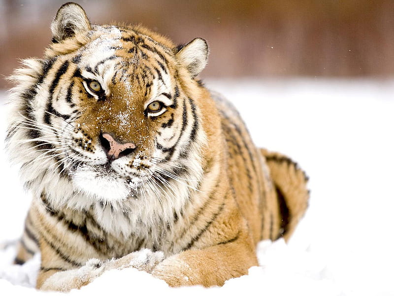 Siberian tiger, siberian, feline, snow, wildlife, tiger, animal, HD wallpaper