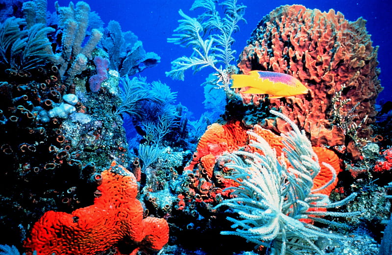 Bright Colorful Coral Reef, Fish, Sea, Ecosystems, Coral Reefs, Oceans, Nature, HD wallpaper