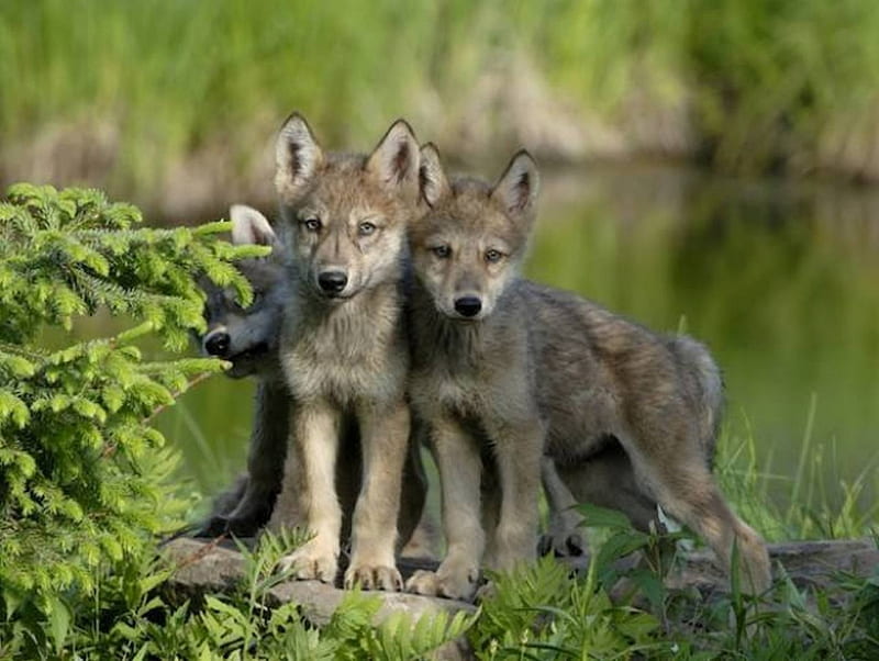 Aren't we cute, Cute, nature, Wolf, animals, Wolves, HD wallpaper | Peakpx