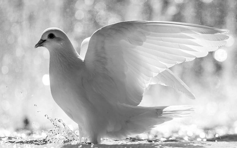 White dove, bird, black, dove, white, animal, HD wallpaper