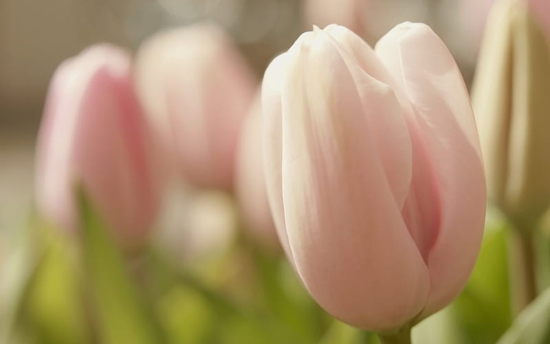 tulips, pink tulips, flower field, one tulip, HD wallpaper