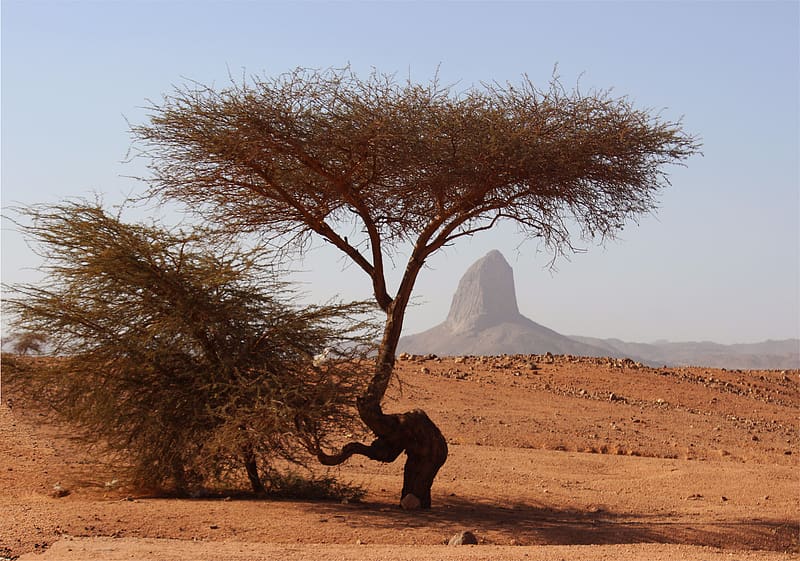 Desert, Mountain, Tree, , Sahara, Africa, Algeria, Tassili N'ajjer, Hoggar Mountains, HD wallpaper