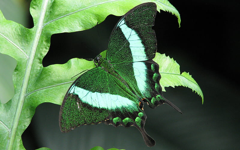 Green Beauty, nature, butterfly, iridescent, leaf, HD wallpaper | Peakpx