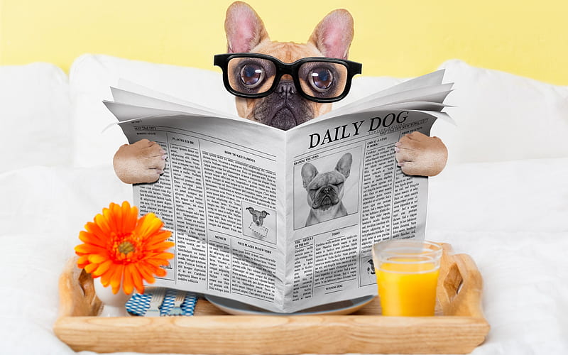 French bulldog, puppy with glasses, dog reading newspaper, funny animals, pets, dogs, HD wallpaper