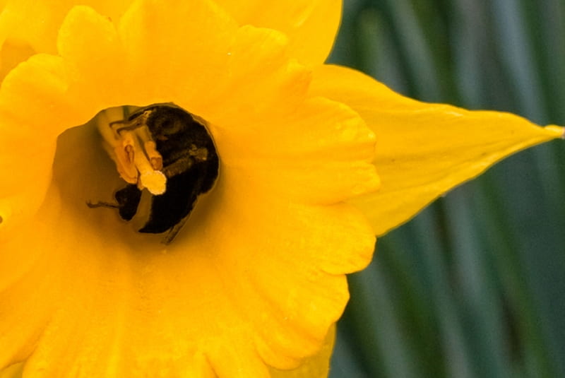 Sleeping Bee, bee, graphy, flower, yellow, daffodil, nature, HD wallpaper