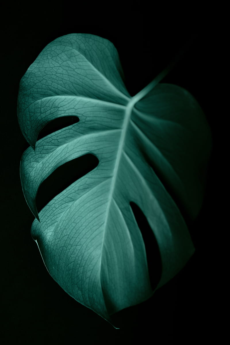 monstera, leaf, macro, veins, plant, HD phone wallpaper