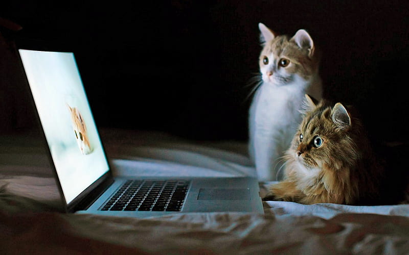 Look !!!, funny, laptop, cat, animals, HD wallpaper | Peakpx