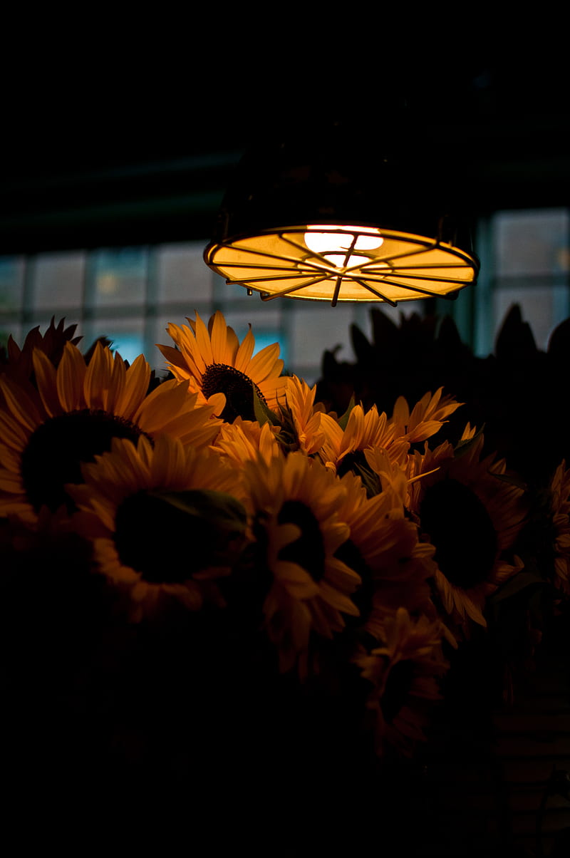 lamp, light, sunflowers, flowers, dark, HD phone wallpaper