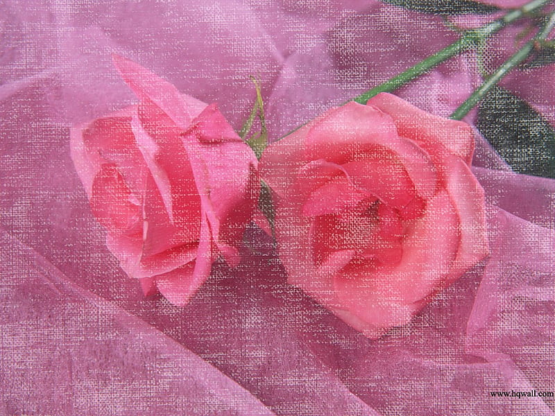 Rose Scent, pretty, stems, lavenders, scent, soft, dainty, roses, elegant, floral, sweet, ladies, leaves, sheer, flowers, pinks, HD wallpaper