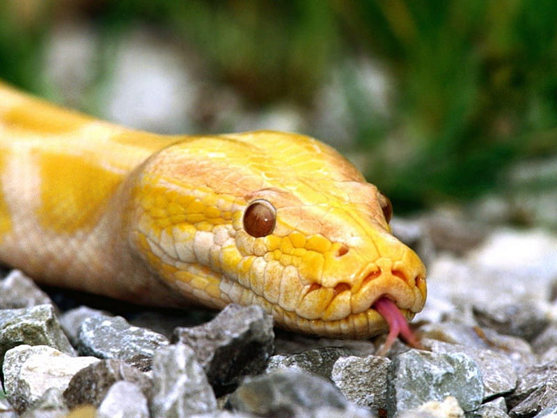 Yellow snake, chinese zodiac, yellow, serpent, animal, leaf, 2013, green, stone, year of the snake, nature, pink, reptile, snake, HD wallpaper