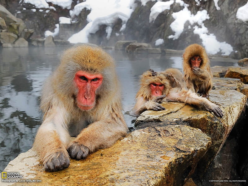 Japanese Macaques-National Geographic, HD wallpaper