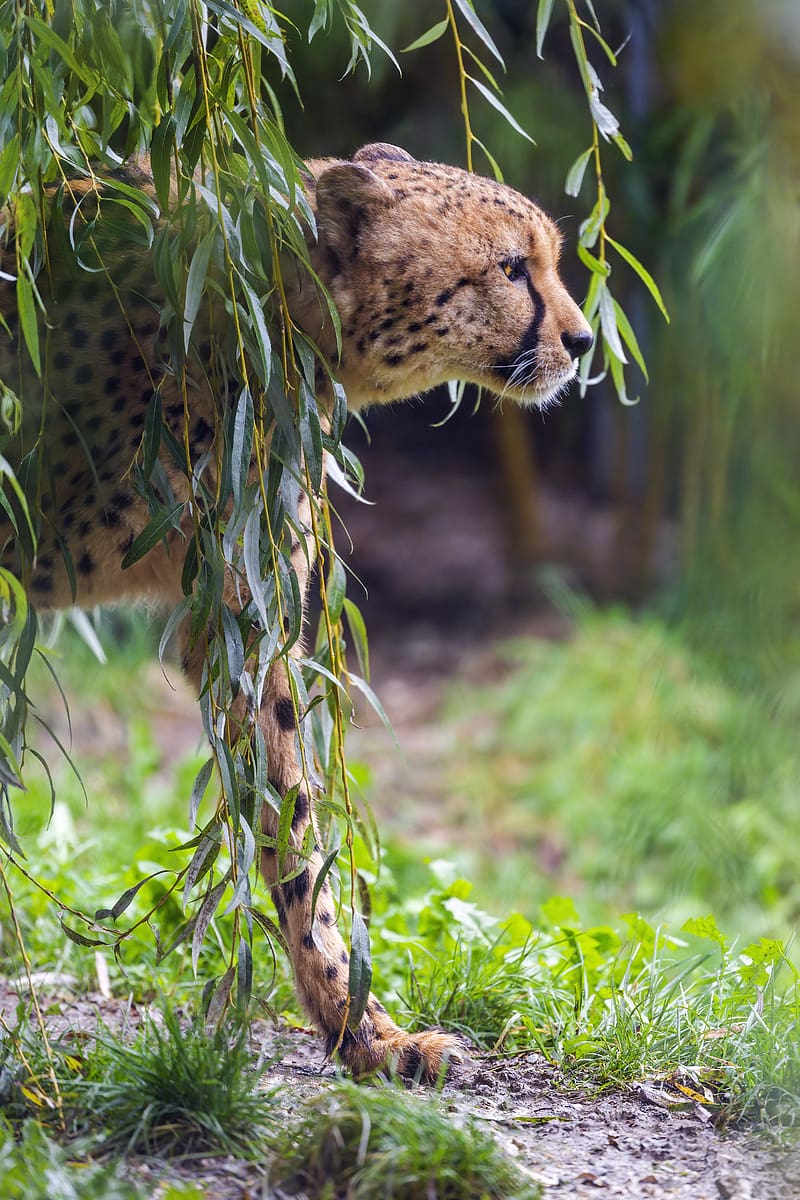 Cheetah, animal, wildlife, predator, HD phone wallpaper