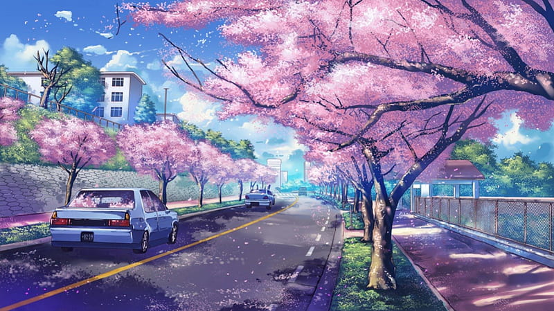 anime scenery cherry blossoms background
