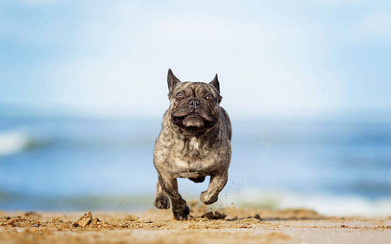 American pit bull terrier, running dog, beach, sand, big gray dog, dog breed, HD wallpaper